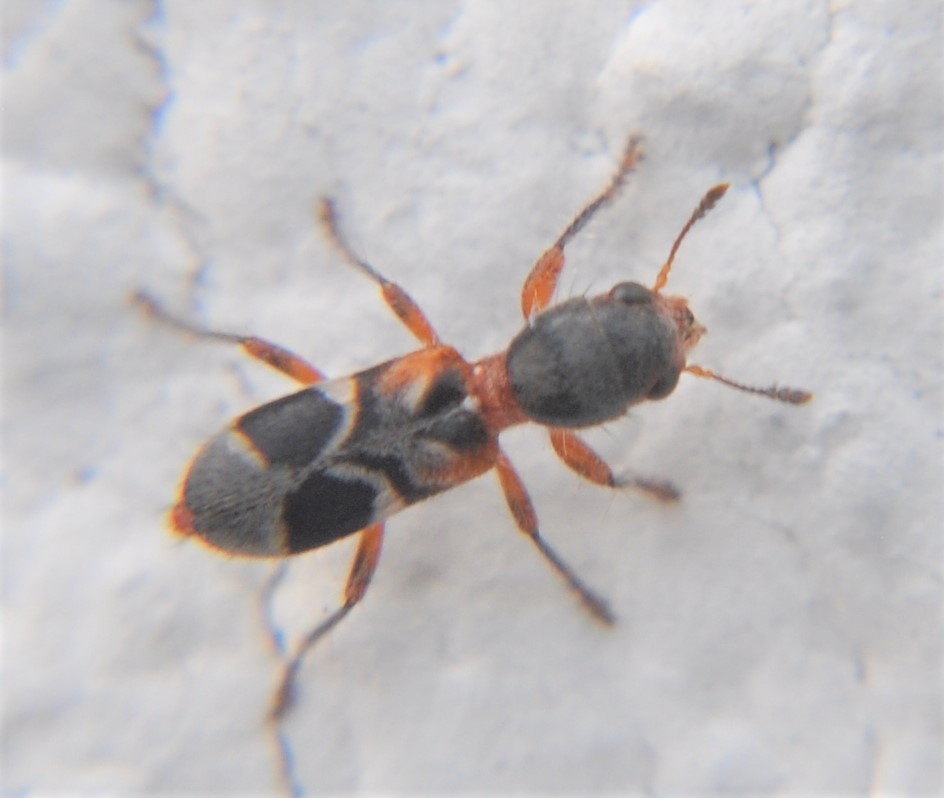 Enoclerus beatus