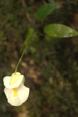 Alpine Bladderwort (Utricularia alpina)
