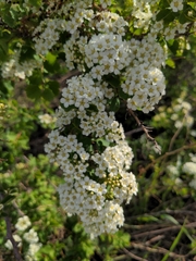 Angiospermae