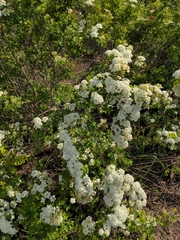 Angiospermae