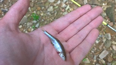 Lythrurus fasciolaris