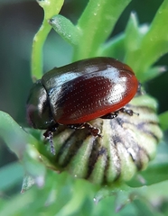 Chrysolina marginata