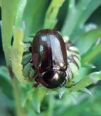 Chrysolina marginata