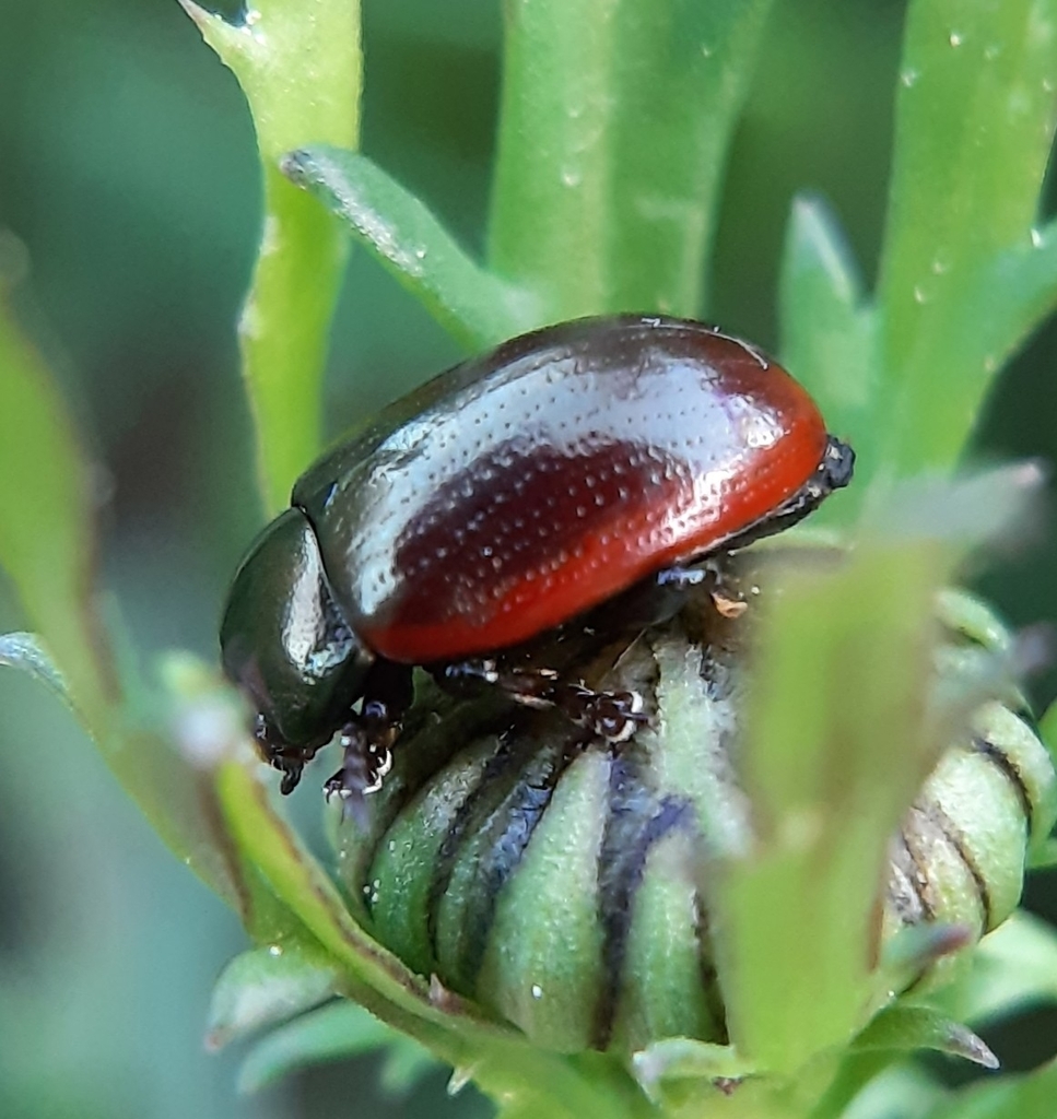 Chrysolina marginata