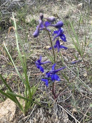 Delphinium barbeyi