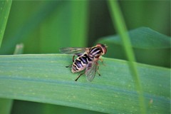 Anasimyia anausis