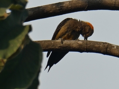 Melanerpes aurifrons