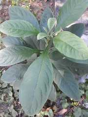 Gymnanthemum amygdalinum
