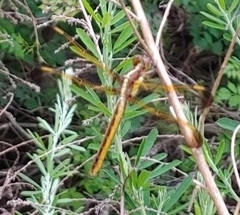 Libellula flavida
