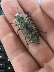Texania fulleri