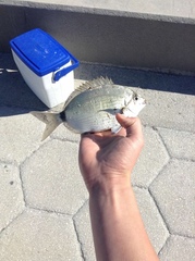 Diplodus holbrookii
