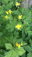 Chelidonium majus