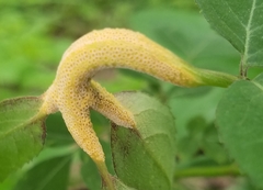 Puccinia sambuci