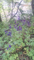 Delphinium trolliifolium