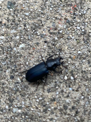 Platycerus oregonensis