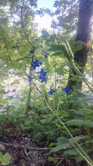 Delphinium trolliifolium