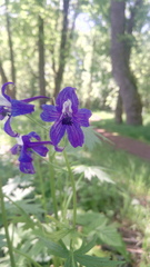Delphinium trolliifolium