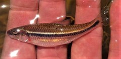 Notropis baileyi