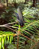 Gnamptonychia ventralis