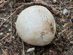 Handkea fumosa