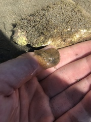 Dolabrifera nicaraguana