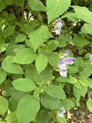 Scutellaria serrata