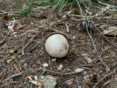 Handkea fumosa