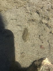 Dolabrifera nicaraguana