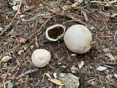 Handkea fumosa