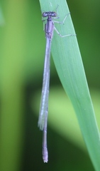 Enallagma exsulans