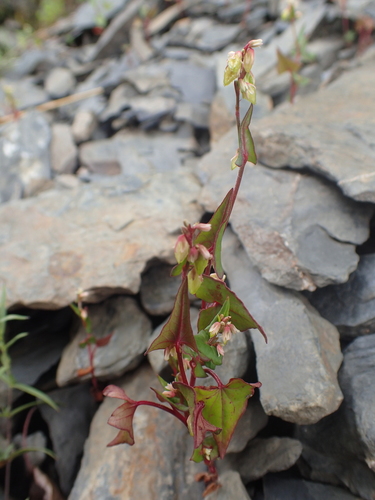 Fagopyrum caudatum