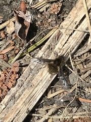 Bombylius albicapillus
