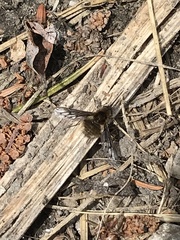 Bombylius albicapillus