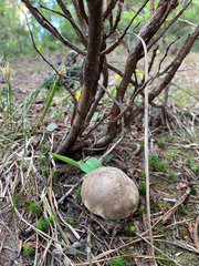 Handkea fumosa