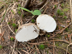 Handkea fumosa