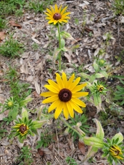 Rudbeckia hirta image