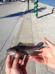 Centropristis striata