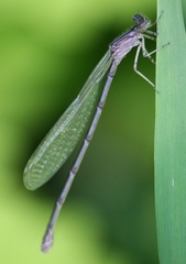 Enallagma exsulans