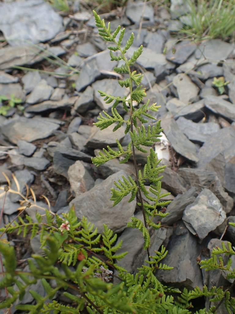 Aleuritopteris subvillosa