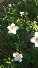 Anemonoides sylvestris