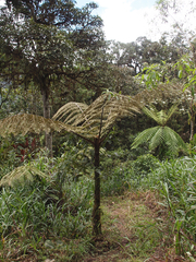 Cyathea cuspidata