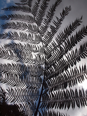 Cyathea cuspidata