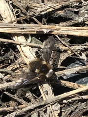 Bombylius albicapillus