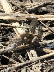 Bombylius albicapillus