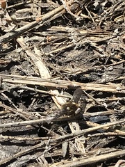 Bombylius albicapillus