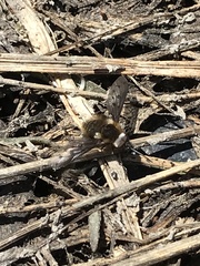 Bombylius albicapillus