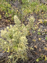 Castilleja grisea
