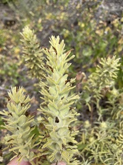 Castilleja grisea