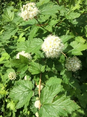 Physocarpus capitatus