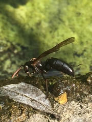 Agelaia panamaensis